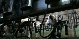Industrias fijan precios de la leche por debajo del coste de producci�n.