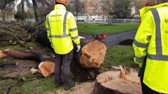 langreo empleo.Trabajadores municipales en la tala de un rbol en el parque Dorado de Sama, en 2019