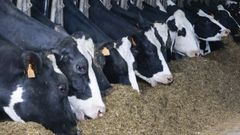 Vacas en una granja en una imagen de archivo