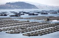 Pol�gonos de bateas en la zona de Domaio en la r�a de Vigo. 