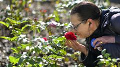As� luce la Rosaleda de A Coru�a