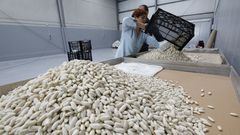 Productores de Faba Verdina, en sus instalaciones en Mondo�edo