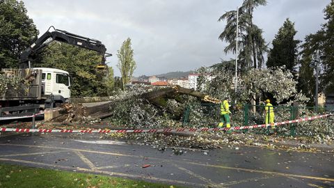 Operarios retirando un rbol que cay junto al parque canino, anexo al puente Romano y el colegio de Salesianos de Ourense