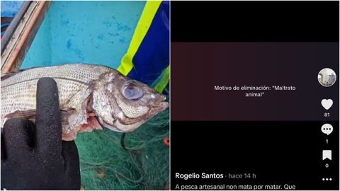 Captura del vídeo con la pancha mordida y el mensaje de TikTok justificando la eliminación del contenido