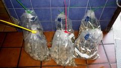 Parte del marisco requisado fue precintado para ser analizado por la Xunta