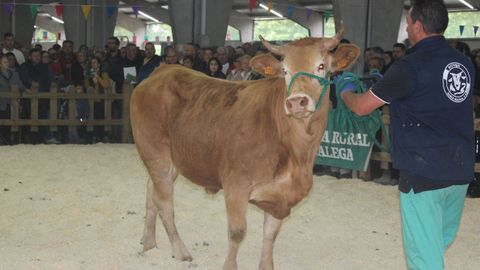 Esta novilla de Acruga se subast� por 4.500 euros y fue para una explotaci�n de L�ncara