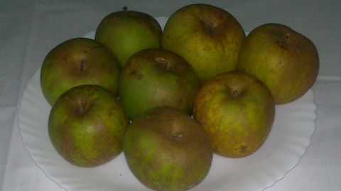 Gravillán. En plena producción. Uno de los tipos autóctonos de la manzana gallega que en la actualidad ya están siendo utilizados para elaborar las diferentes variedades de sidra que la empresa que promueve el proyecto de investigación produce en su factoria de Chantada.