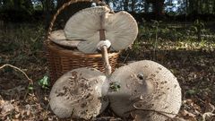 Ejemplares de cerrota (Macrolepiota procera) recogidos esta semana en el municipio de O Incio