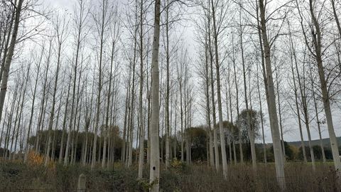 Una plantacin experimental de chopos crece en el municipio de Bveda desde hace nueve aos 