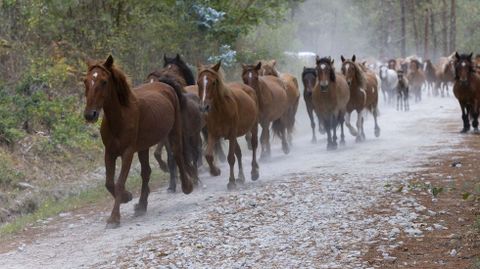 As� bajaron los caballos del Monte Faro para la Rapa das Bestas: �im�genes!