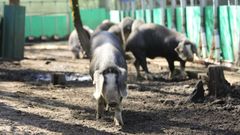 Explotaci�n de porco celta en el municipio de Friol.