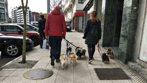 Perros paseando por una calle de Oviedo. La ciudad cuenta con lugares especiales para soltarlos sin peligro