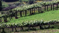 La plataforma vecinal demanda proteger explotaciones agrarias ecol�gicas o sostenibles