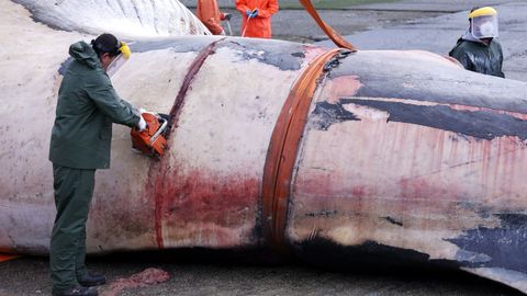Despiezan la ballena varada en Oza desde el s&aacute;bado para proceder a su retirada