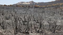 Vista general de la zona afectada por el incendio forestal de Navalacruz y Cepeda de la Mora