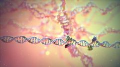 V�deo titulado �CRISPR technology for genome editing� (https://vimeo.com/118034397), que amosa como as enzimas reparadadoras volven unir mediante CRISPR o ADN roto 