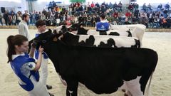 Concurso de manejadores celebrado en la feria de este ao