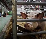 Las razas aut�ctonas gallegas tendr�n feria propia en Silleda.