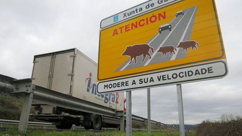 Imagen de un cartel alertando del peligro de jabales en la carretera LU-533, entre Lugo y Monforte