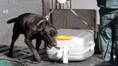 Perro de la Guardia Civil en Peinador, buscando droga en el equipaje