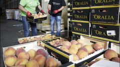Reparto de fruta en el banco de alimentos R�as Altas en una foto de archivo