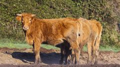 Imagen de archivo de una explotaci�n de ganado extensivo en la Costa da Morte.
