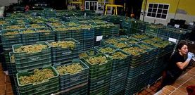 La cosecha del 2013 fue la segunda m�s abundante de la historia de R�as Baixas, con 34 millones de kilos de uva. 