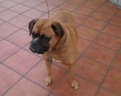 �Tyson�, boxer al que mataron clav�ndole una horquilla agr�cola.