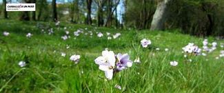 Primavera no Bosque do A��n, de Bel�n Carracedo.