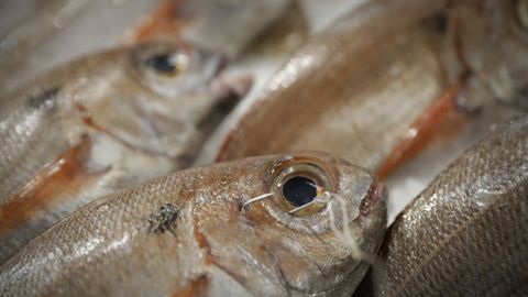 Marisco y pescado en la coruesa Plaza de Lugo