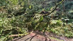 Carretera cortada en Ourol por la ca�da masiva de �rboles por culpa de un posible tornado
