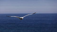 Gaviota fotografiada en Foz