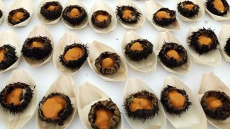 Showcooking de erizo de mar