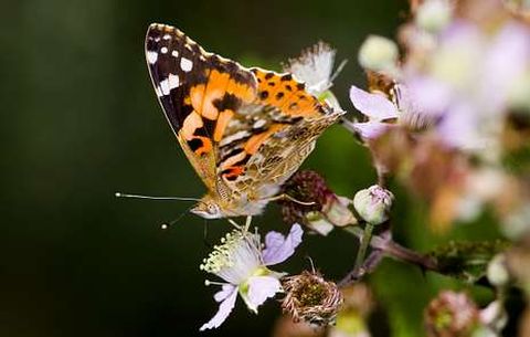 Unha bolboreta dos cardos, que se poden ver nos parques e nas hortas da nosa contorna