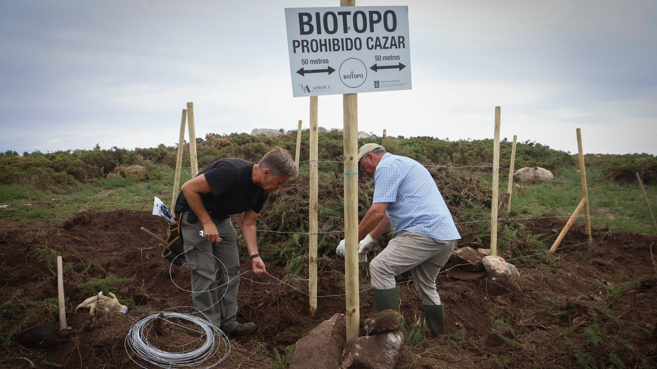 Biotopos de conejos de monte en Ferrol: «O repueblas o tienden a desaparecer»