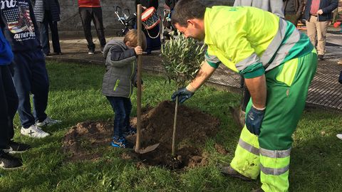 Plantaci�n del olivo de Olivares