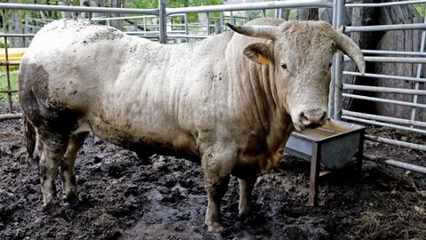 Imagen de archivo de un toro en una explotacin gallega