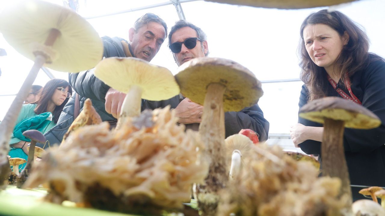 Un mes de citas micológicas para disfrutar del monte y sus setas en la provincia de A Coruña