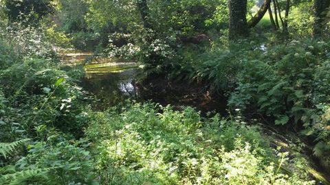 Gran cantidad de maleza en las márgenes del río, en Chaían-Trazo
