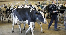 La Central Agropecuaria de Galicia, en Silleda, recibe animales desde todos los municipios ganaderos gallegos cada martes. 