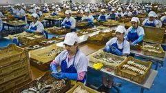 Un grupo de trabajadoras durante su jornada laboral en una f�brica de conservas de pescado