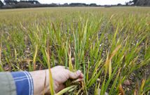 La planta del trigo empieza a amarillear, hasta que finalmente se seca. 