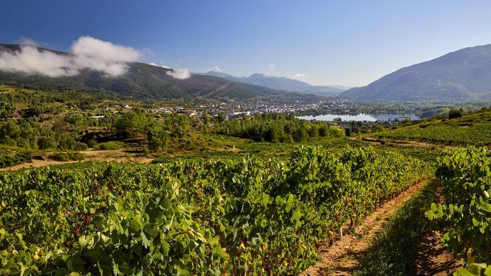 Paisaje de vi�edos en Valdeorras.