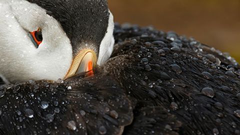 Detalle de frailecillo atl�ntico descansando bajo la lluvia