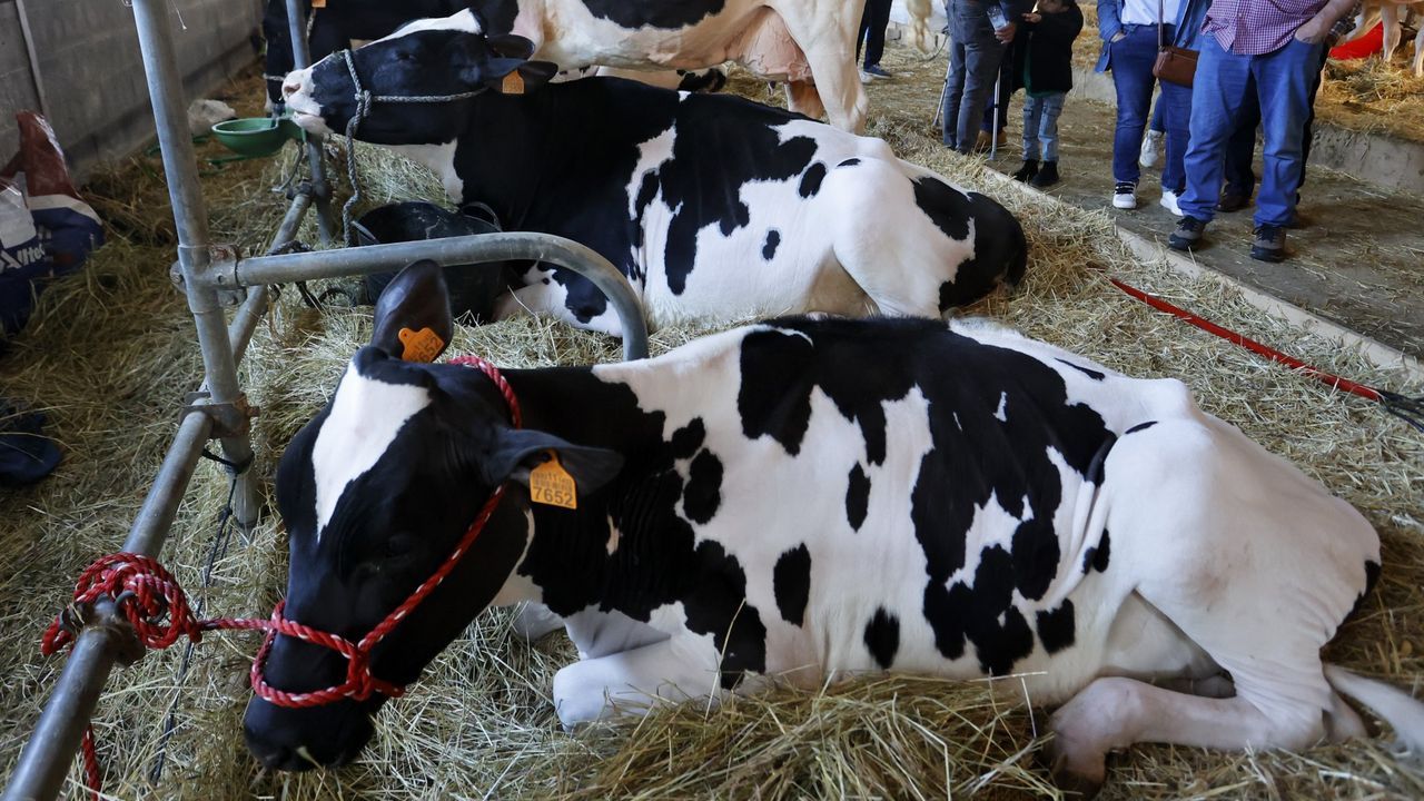 Los técnicos buscan el origen del brote de dermatosis nodular e inspeccionan 800 granjas en Gerona