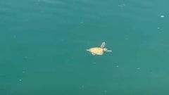 El ejemplar de tortuga com�n avistado en la d�rsena de Malpica ayer, viernes.