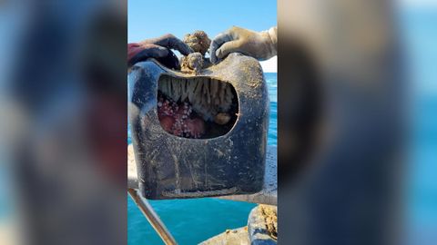 Gardacostas de Galicia fotografi este pulpo dentro de un cacharro, artefacto ilegal empleado por furtivos para pescar cefalpodos