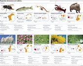 Especies invasoras en Galicia