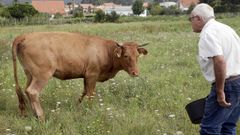 �Levo d�as sen pegar ollo, � a segunda vaca que me queren matar�