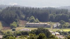 Plantaci�n de pinos en la parroquia de Salcedo (A Pobra do Broll�n)